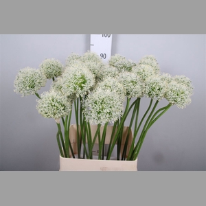 Allium Mount Everest