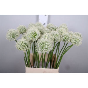 Allium Mount Everest