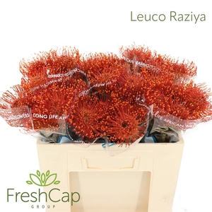 Leuco Raziya