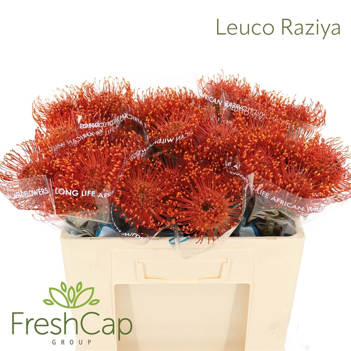 <h4>Leuco Raziya</h4>