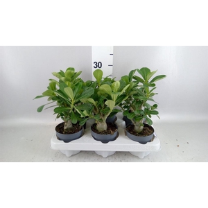 Adenium obesum