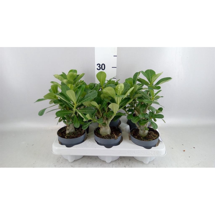 <h4>Adenium obesum</h4>