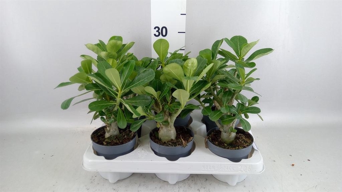 <h4>Adenium obesum</h4>