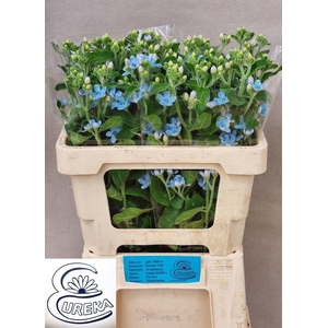 OXY CO TAN PURE BLU