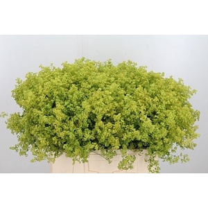 ALCHEM M ROBUSTICA