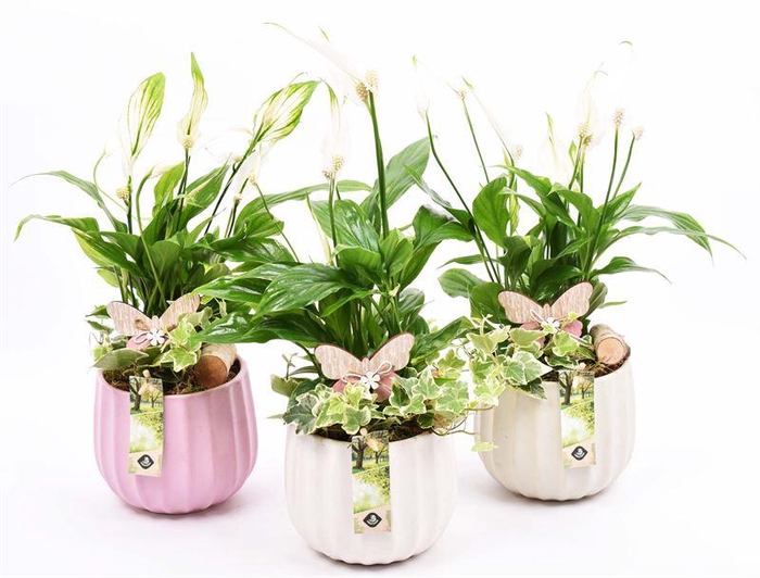 <h4>Keramiek pot kleur mix 14cm</h4>