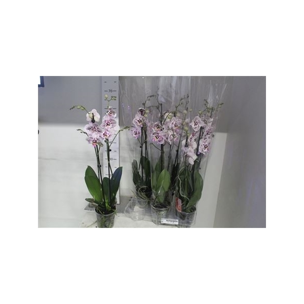 <h4>Phal Expressions Big Lip 2 Branches 20+t</h4>