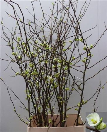 <h4>Chaenomeles 'ivoor'</h4>