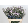 Aster Baby Pink Pearl