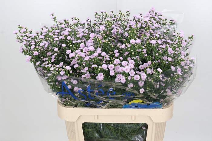 <h4>Aster Astee Pink Pearl</h4>
