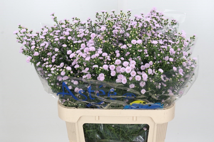 Aster Baby Pink Pearl