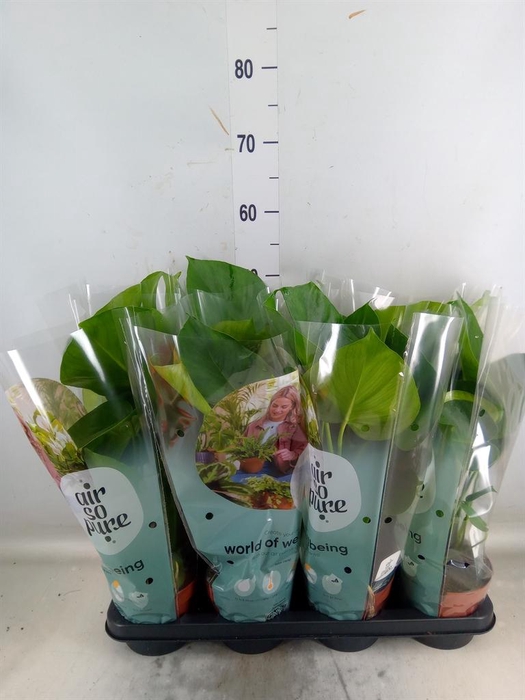 <h4>Monstera delic.</h4>