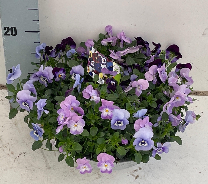 <h4>VIO CO SOR XP GEM</h4>