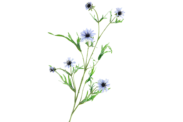 Centaurea Blue Light