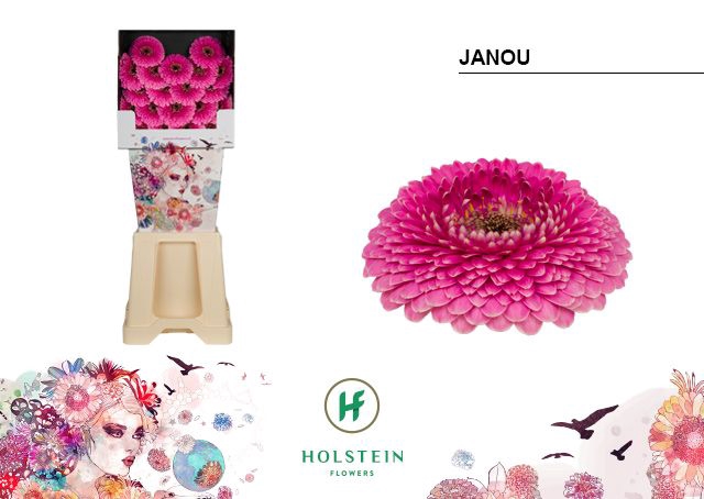 <h4>GE MB GERPONI JANOU Diamond x80</h4>