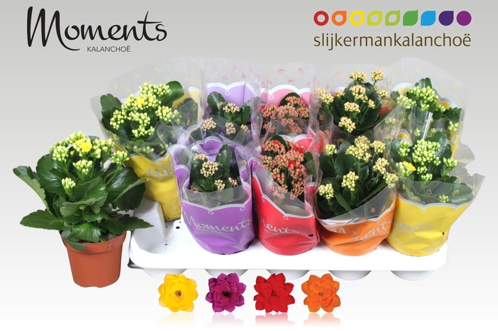 <h4>KAL GE GEM 4 KL</h4>