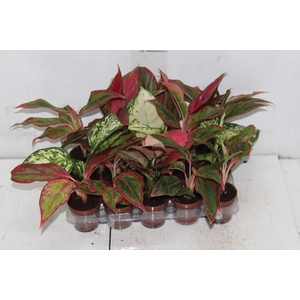AGLAONEMA VARIADA P06