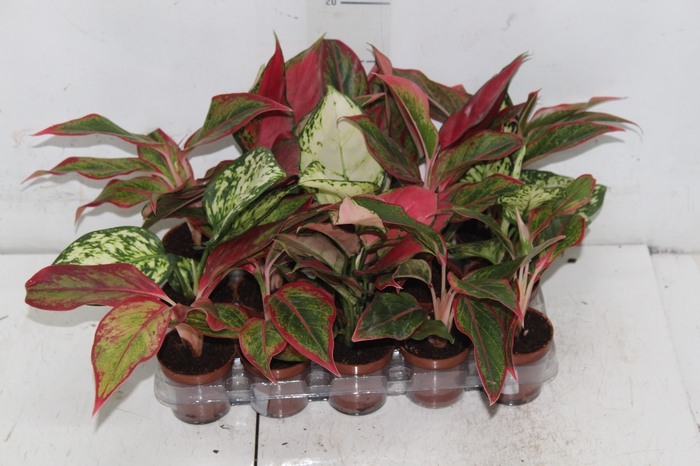 <h4>AGLAONEMA VARIADA P06</h4>