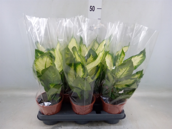 <h4>Dieffenbachia  'Camilla'</h4>