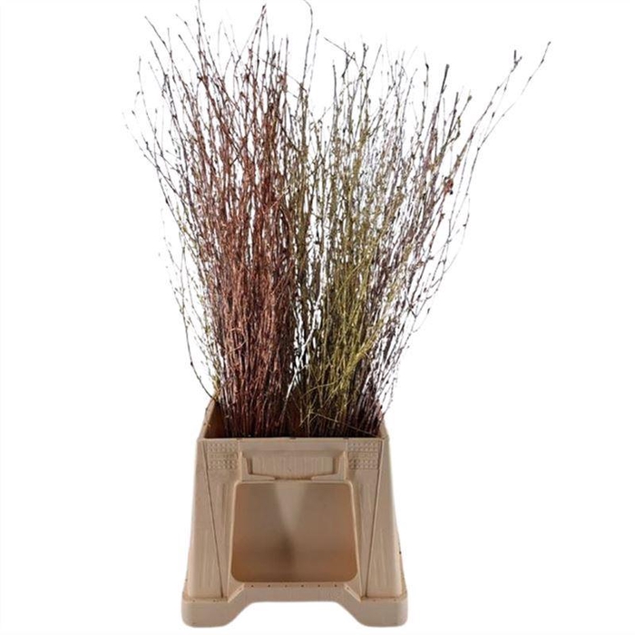 <h4>Berk Geverfd</h4>