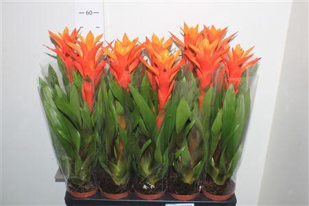 <h4>Guzm Sunnytime</h4>