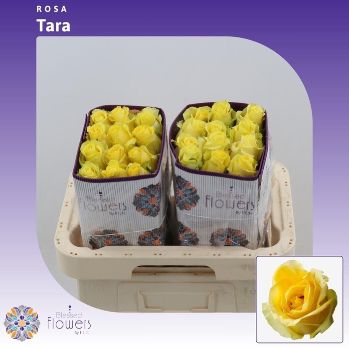 <h4>Rosa gr Tara</h4>