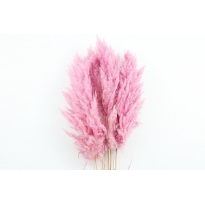 Cortaderia Purple Super