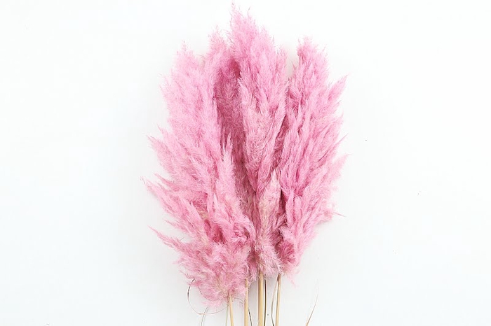 <h4>Cortaderia Purple Super</h4>