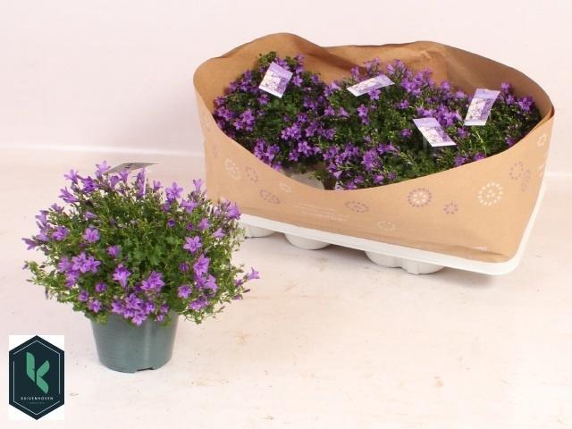 Camp Portenschlagian