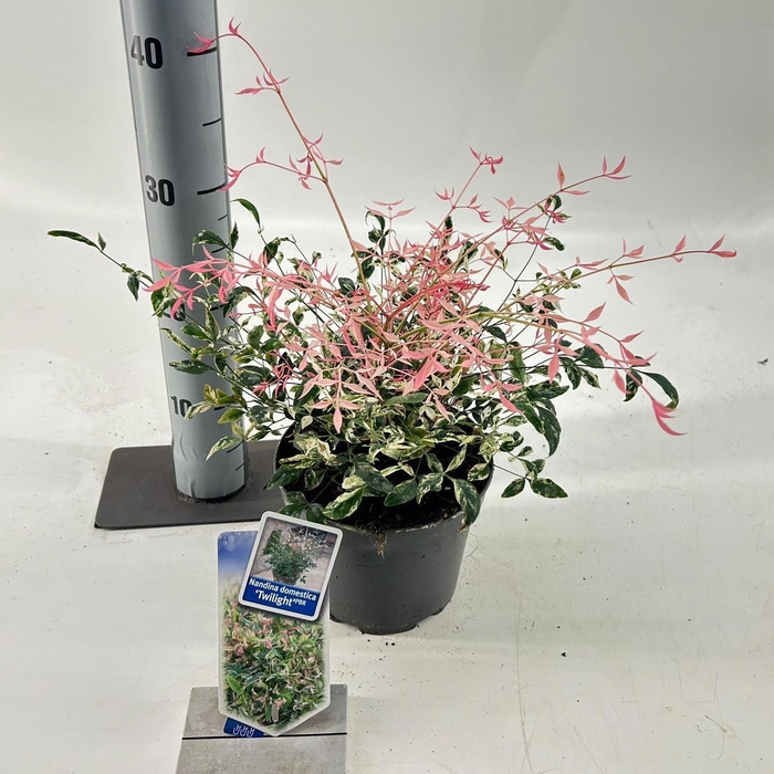 <h4>Nandina domestica 'Twilight'</h4>