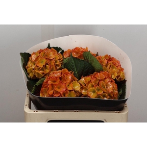 Hydr Wx 50cm Classic Gold