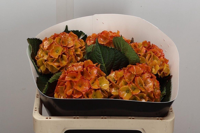 <h4>Hydr Wx 50cm Classic Gold</h4>