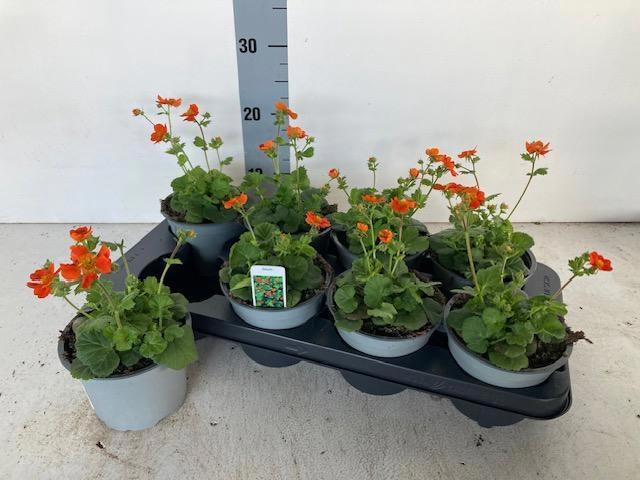 <h4>GEUM CO BORISII</h4>