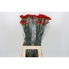 Dianthus St Don Pedro