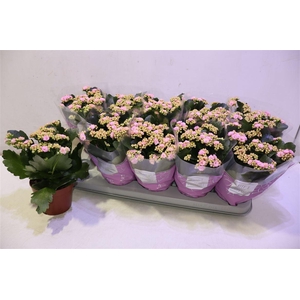 arr8 Kalan B Ge Perf Pink