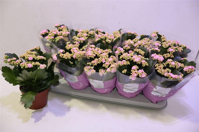 <h4>arr8 Kalan B Ge Perf Pink</h4>