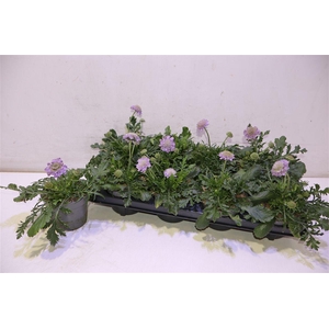 arr8 Scab Columbaria