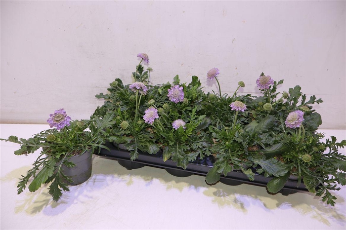 <h4>Scab Columbaria</h4>