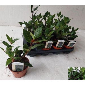 ** Lau Nobilis * Spring Deal *