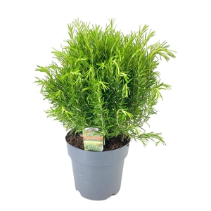 Rosmarinus officinalis