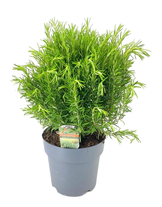 <h4>Rosmarinus officinalis</h4>