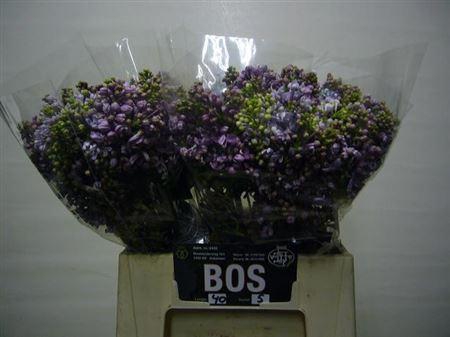 <h4>Syr Dark Koster Bs</h4>