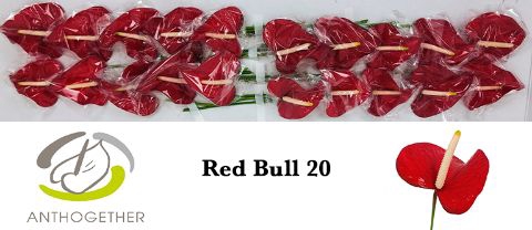 <h4>Anth A Red Bull 9 cm X20 Evanty</h4>