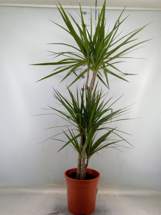 <h4>Dracaena marg.</h4>