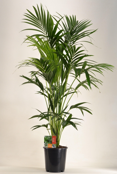 <h4>KENTIA - P24 H150 - 6PP (Howea forsteriana)</h4>