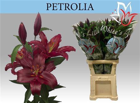 <h4>Li Or Petrolia</h4>