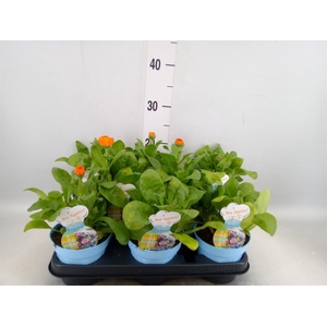 Calendula offic.