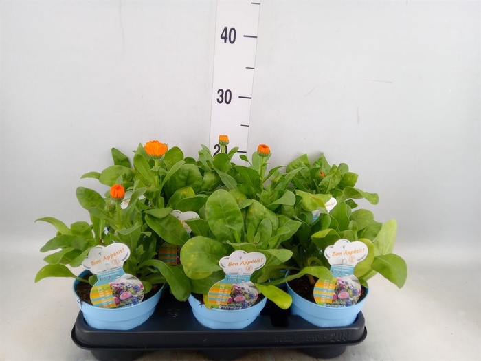 <h4>Calendula offic.</h4>