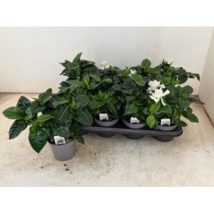 GARDENIA JASMINOIDES