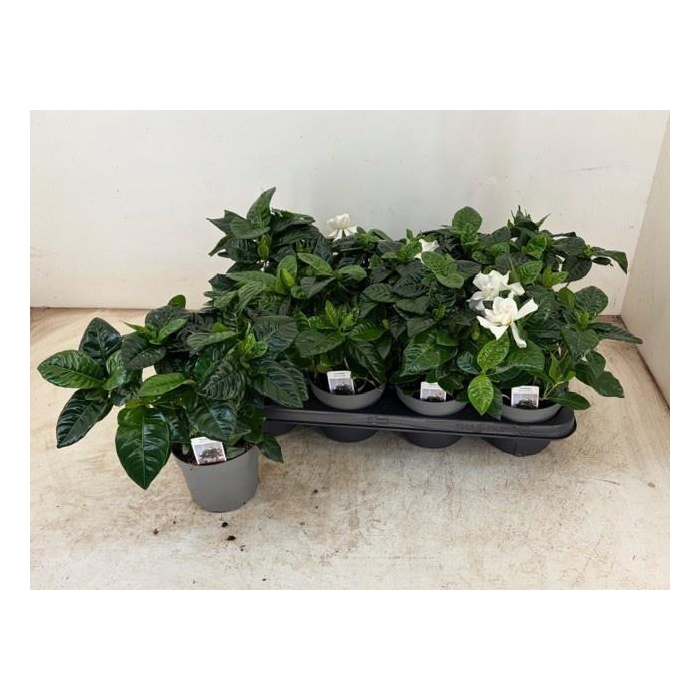 <h4>GARDENIA JASMINOIDES</h4>